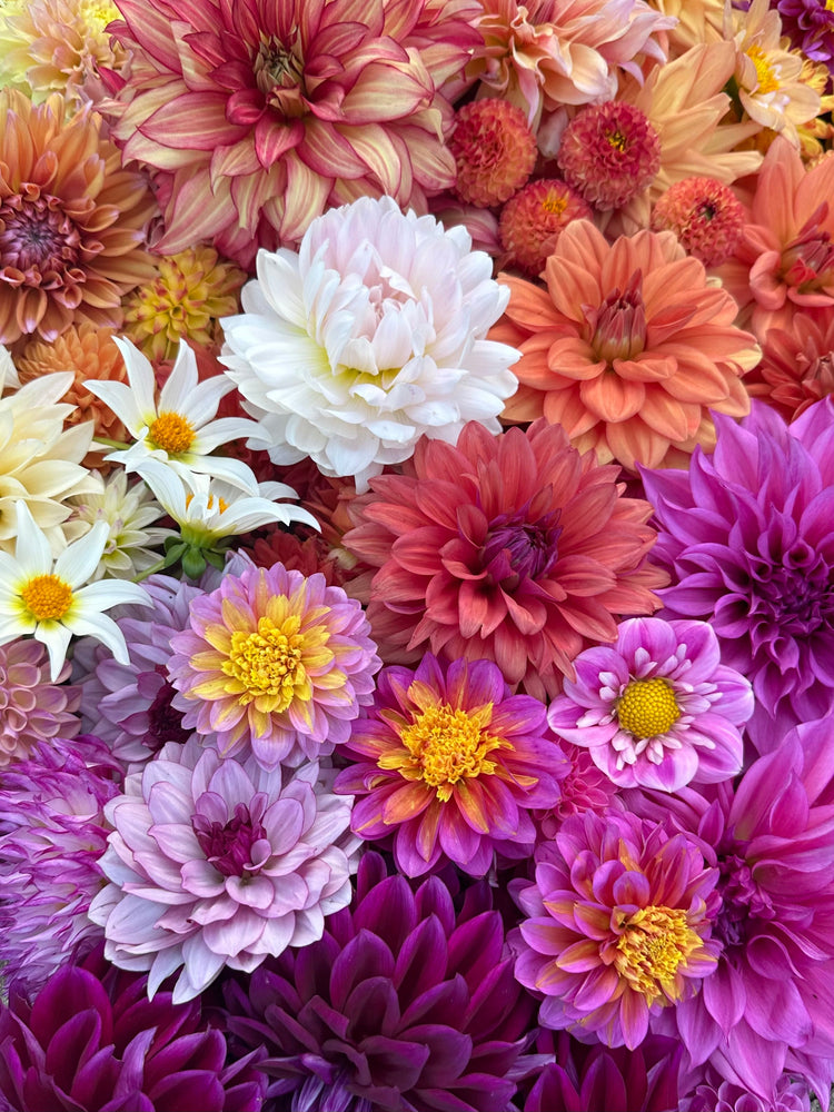 Dahlia Tubers