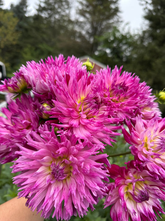 Enchantress Dahlia Tuber