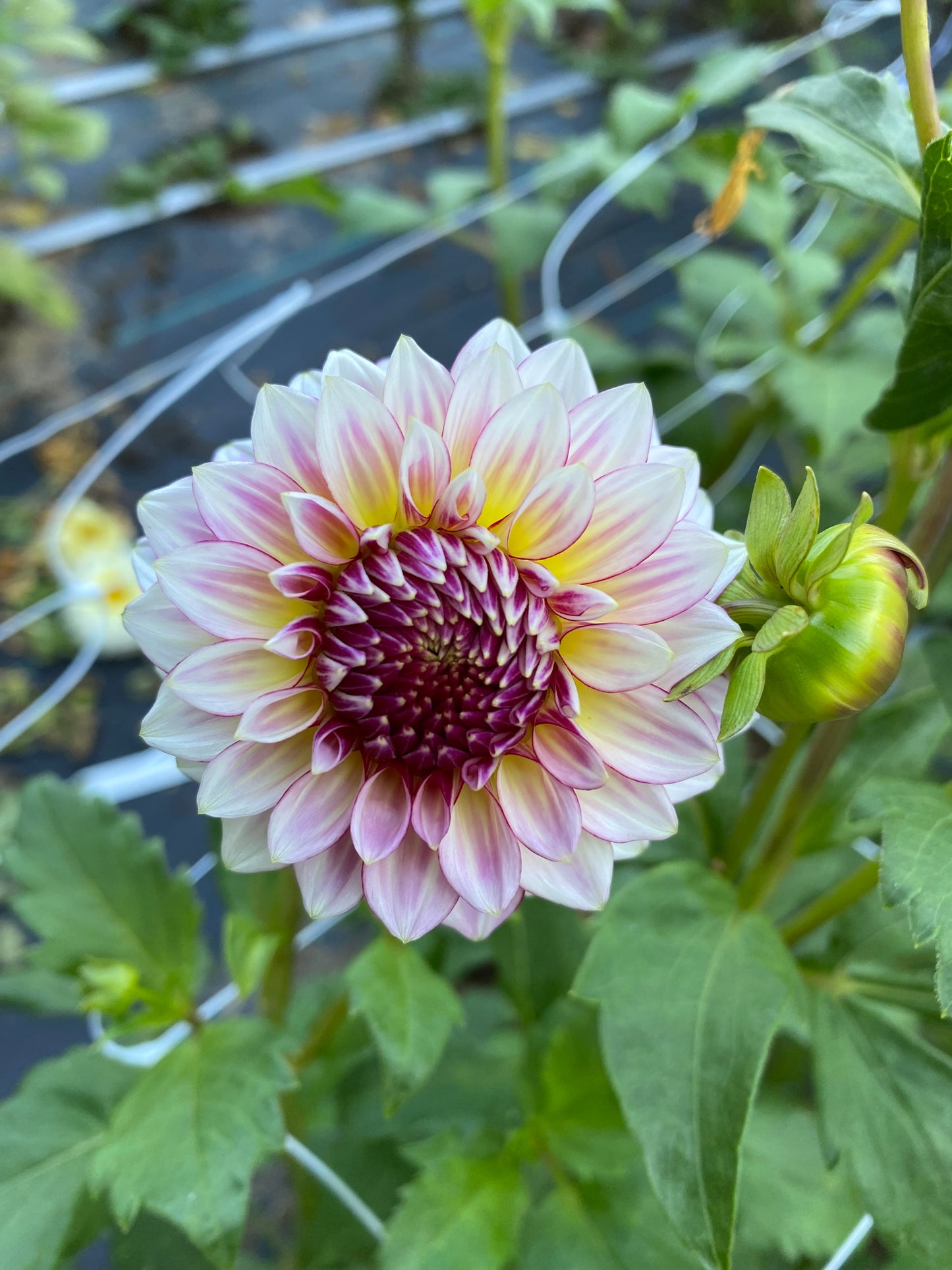 Alpen Sundown Dahlia Tuber