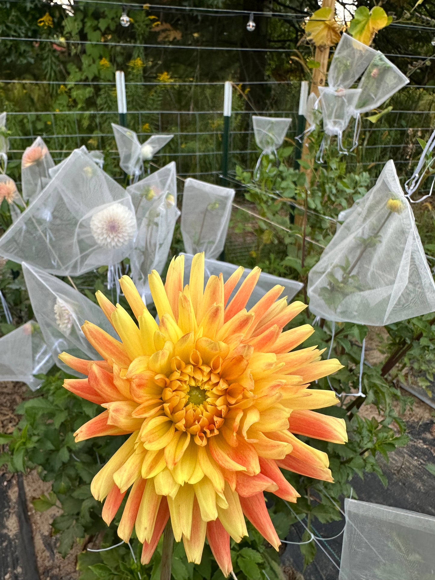 Allen's Shockwave Dahlia Tuber