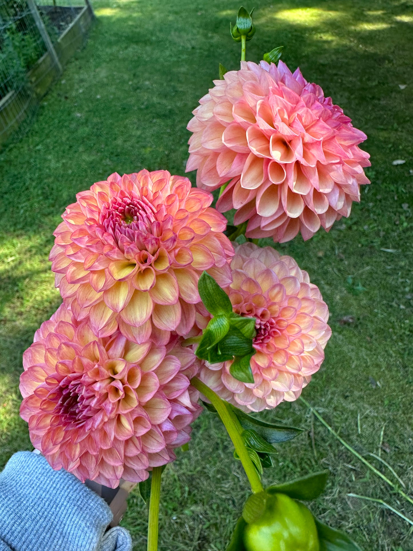 Robinhood Dahlia Tuber