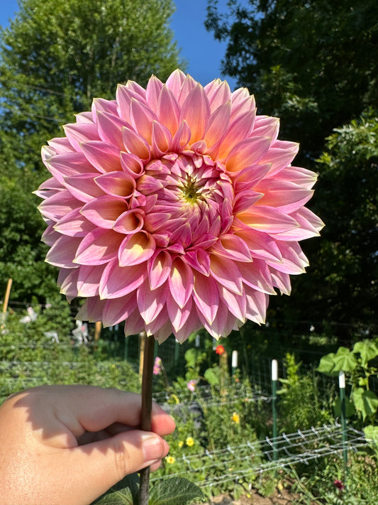 Bloomquist Mojo Dahlia Tuber