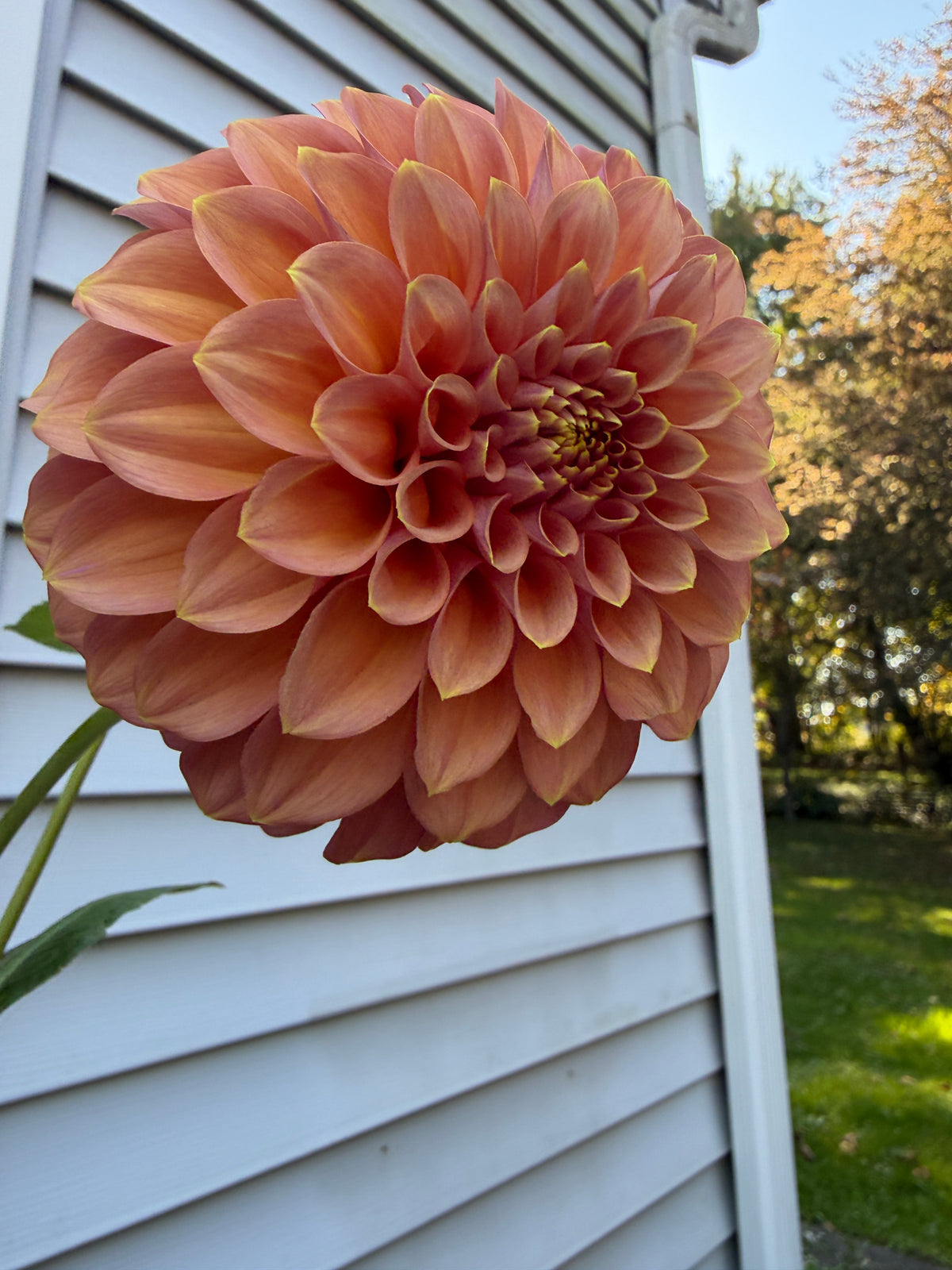 Peachy Parade Dahlia Tuber