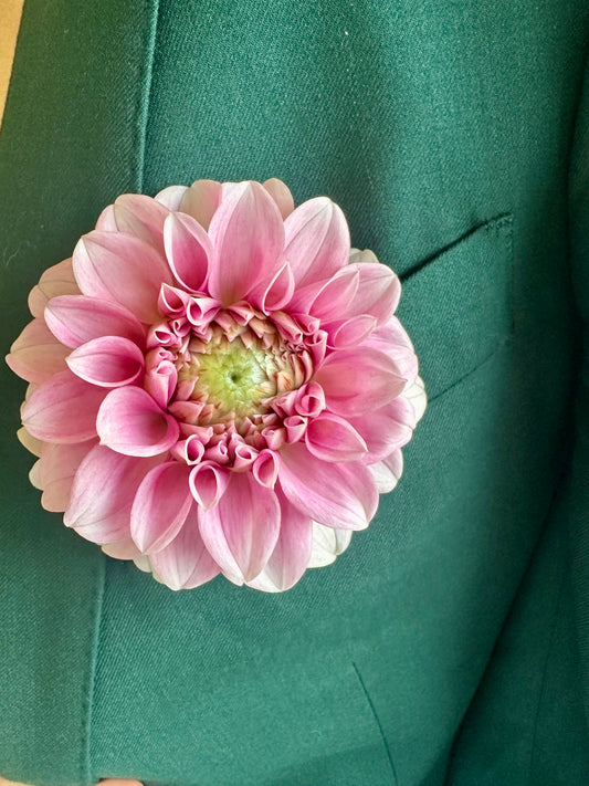 Levi's Confessor Dahlia Tuber (Spring 2026, Limit One)