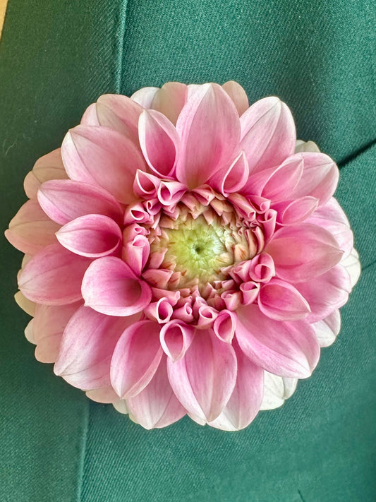 Levi's Confessor Dahlia Tuber (Spring 2026, Limit One)