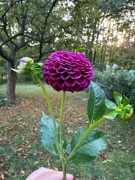 Rocco Dahlia Tuber