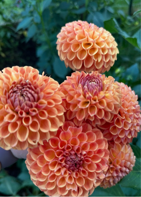 Cornel Bronze Dahlia Tuber