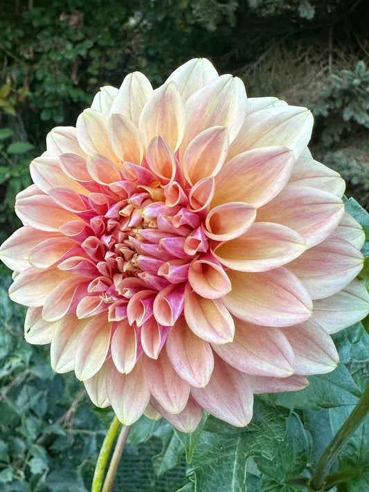 Miss Amara Dahlia Tuber