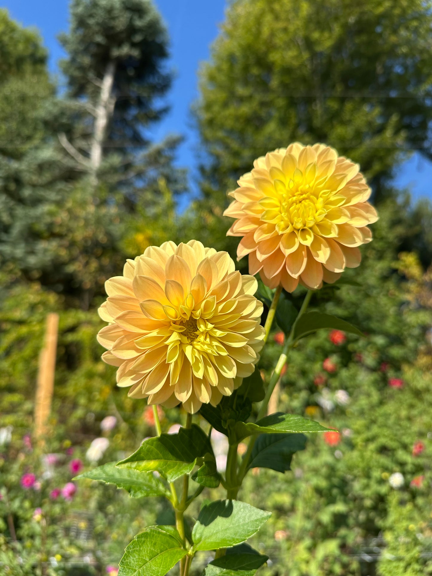 Seabeck's Shirley Dahlia Tuber