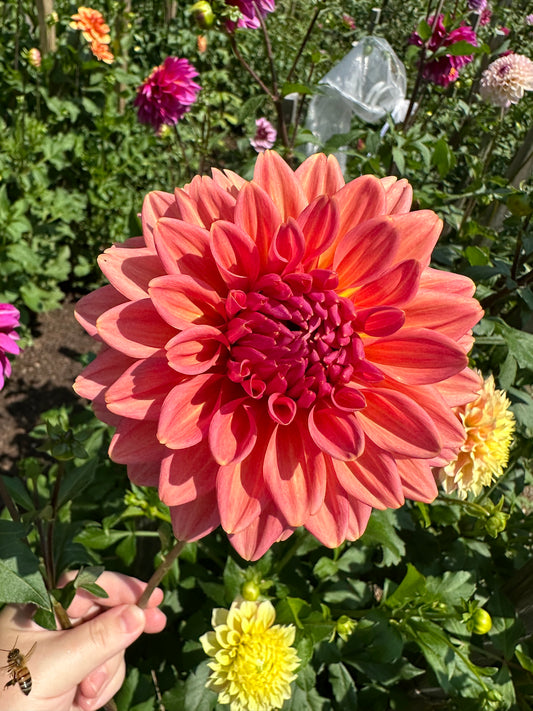 Coral Mystery Dahlia Tuber
