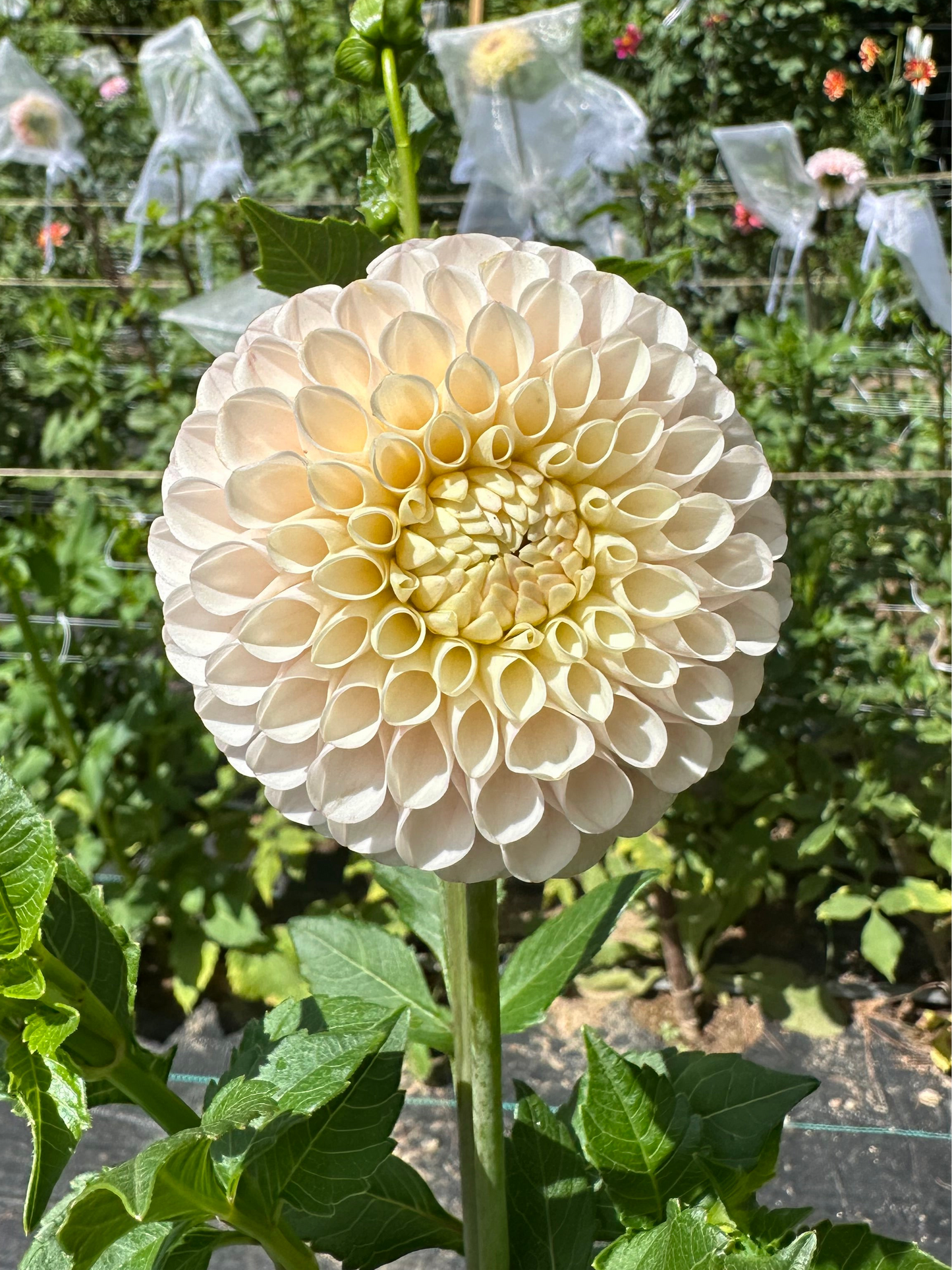 Camano Zoe Dahlia Tuber