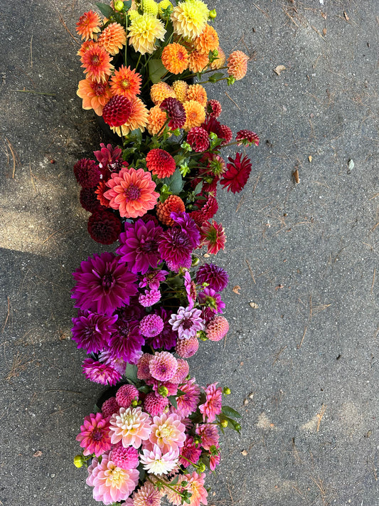 Bulk Bucket of Mixed Dahlia Blooms for DIY: Multicolor Grower's Choice
