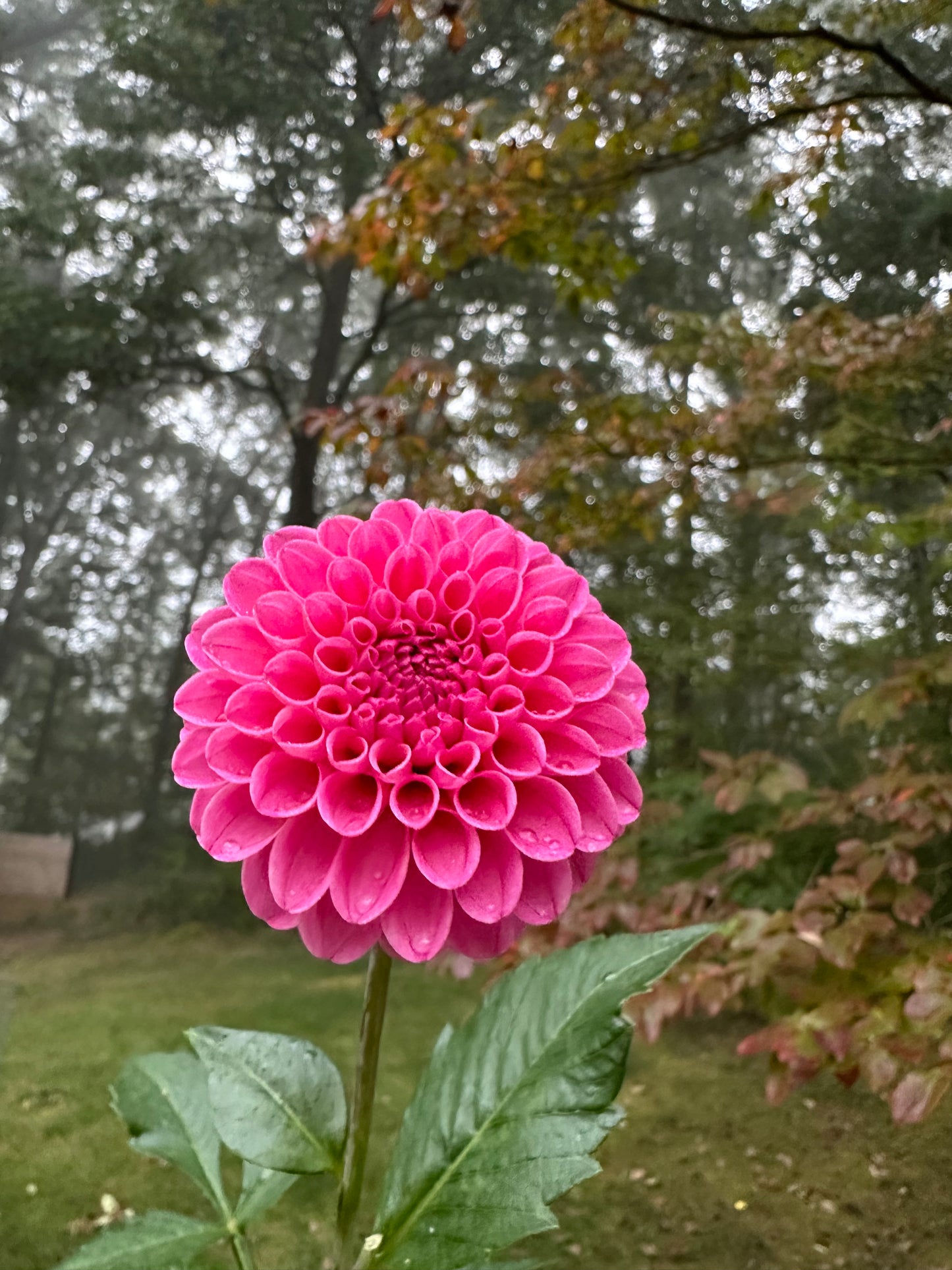 Rebecca Lynn Dahlia Tuber
