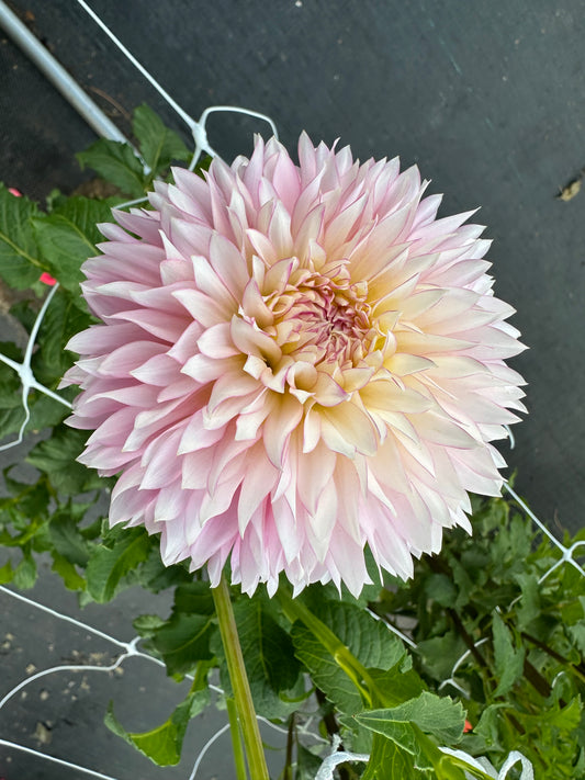Hollyhill Pinkie Dahlia Tuber
