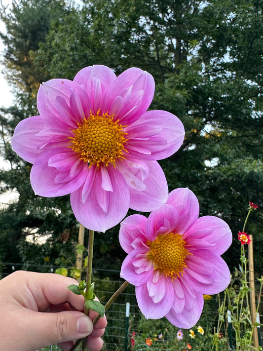 Rosy Wings Dahlia Tuber
