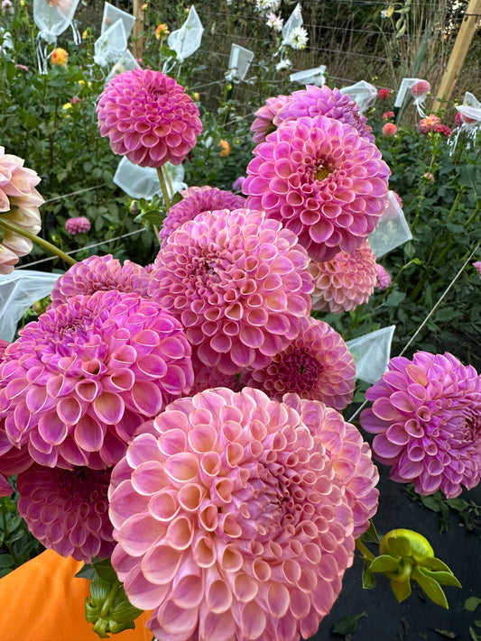 Caitlin’s Joy Dahlia Tuber