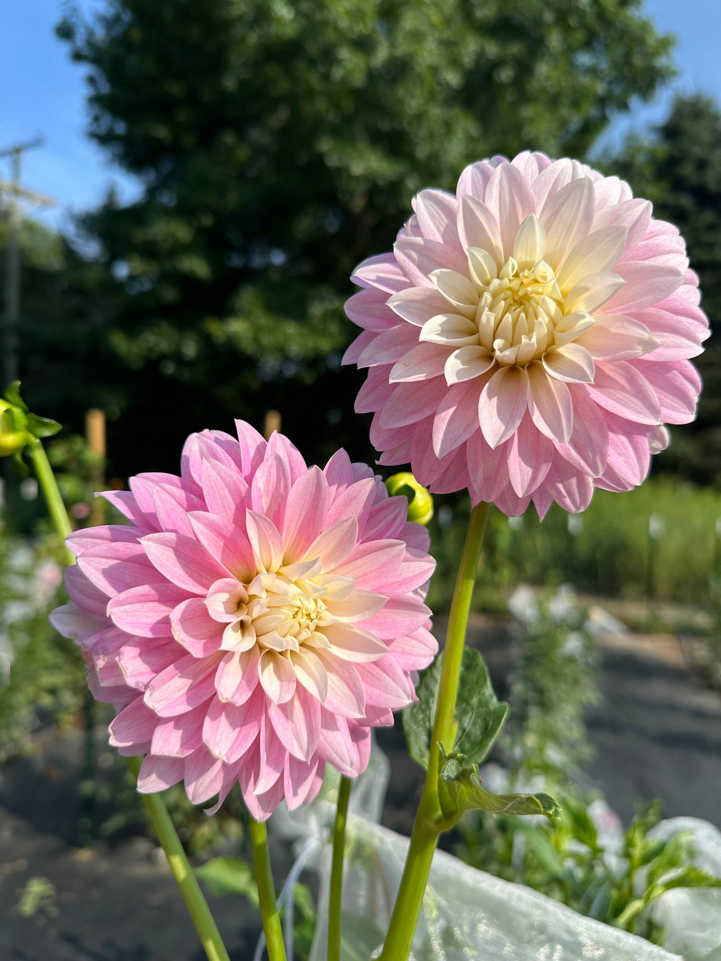 Alloway Candy Dahlia Tuber