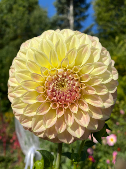 Coorabell Astrid Dahlia Tuber (Spring 2026, Limit 1)