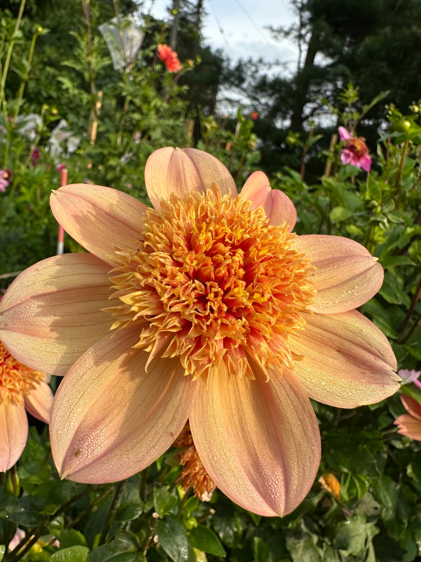 Sandia Brocade Dahlia Tuber