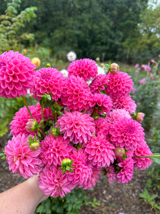 Rebecca Lynn Dahlia Tuber