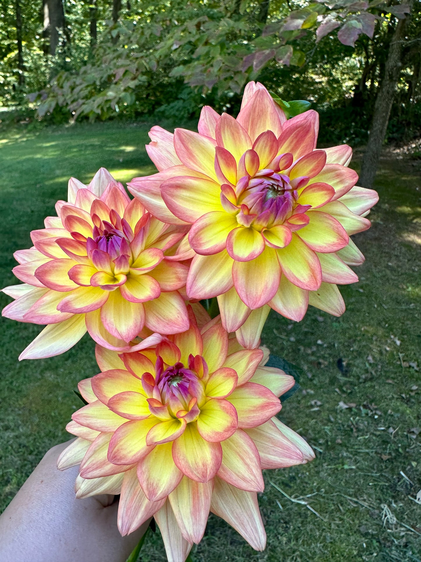 Melody Dora Dahlia Tuber