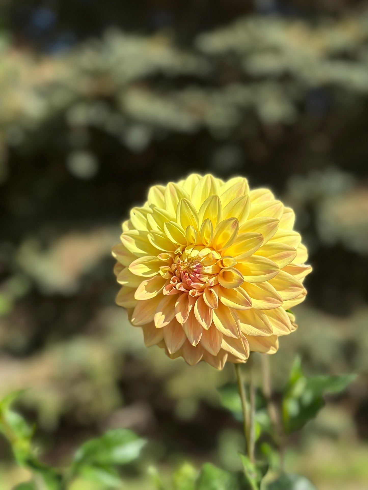 Miss Amara Dahlia Tuber