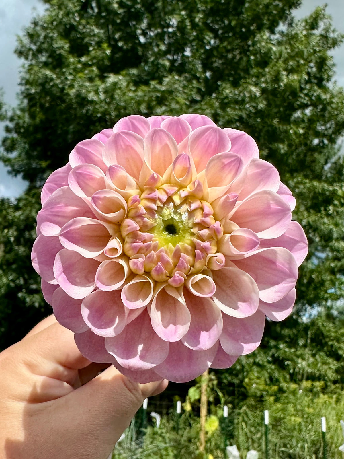 20th Ave Memory Dahlia Tuber