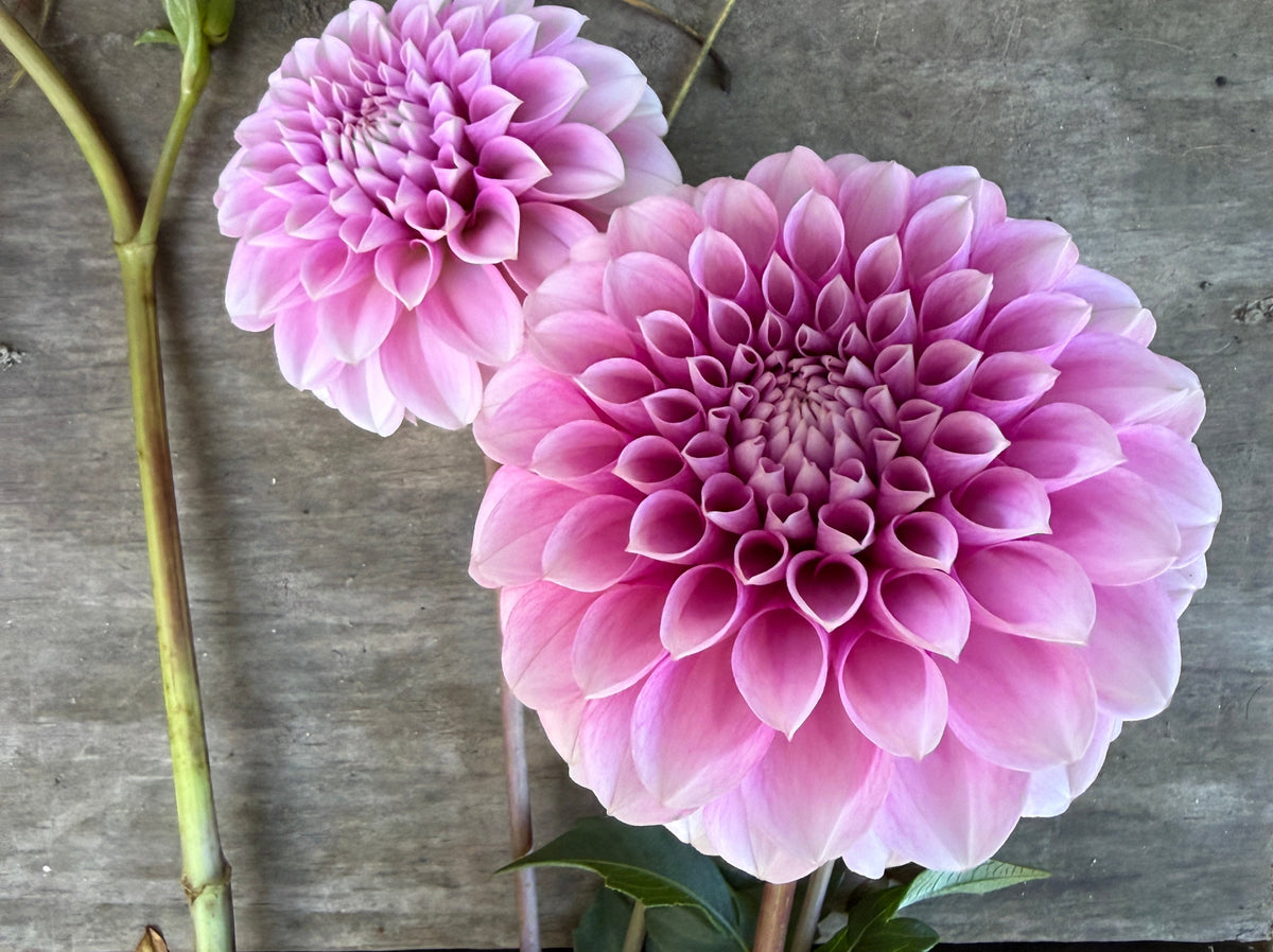Levi's Confessor Dahlia Tuber