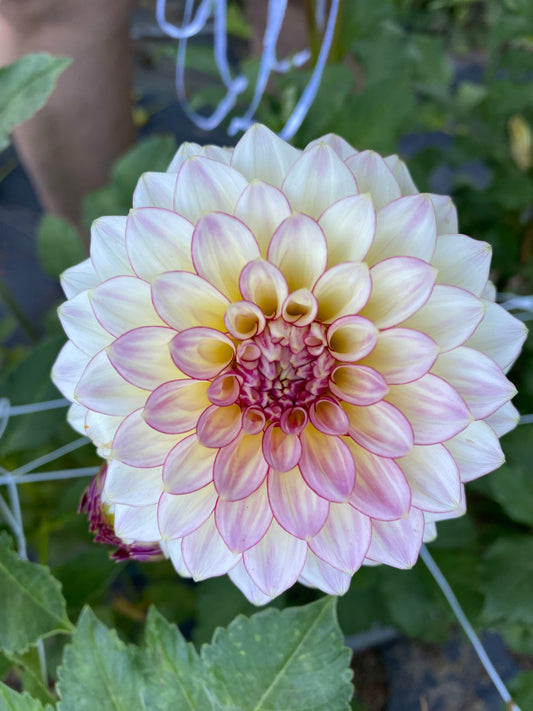 Alpen Sundown Dahlia Tuber