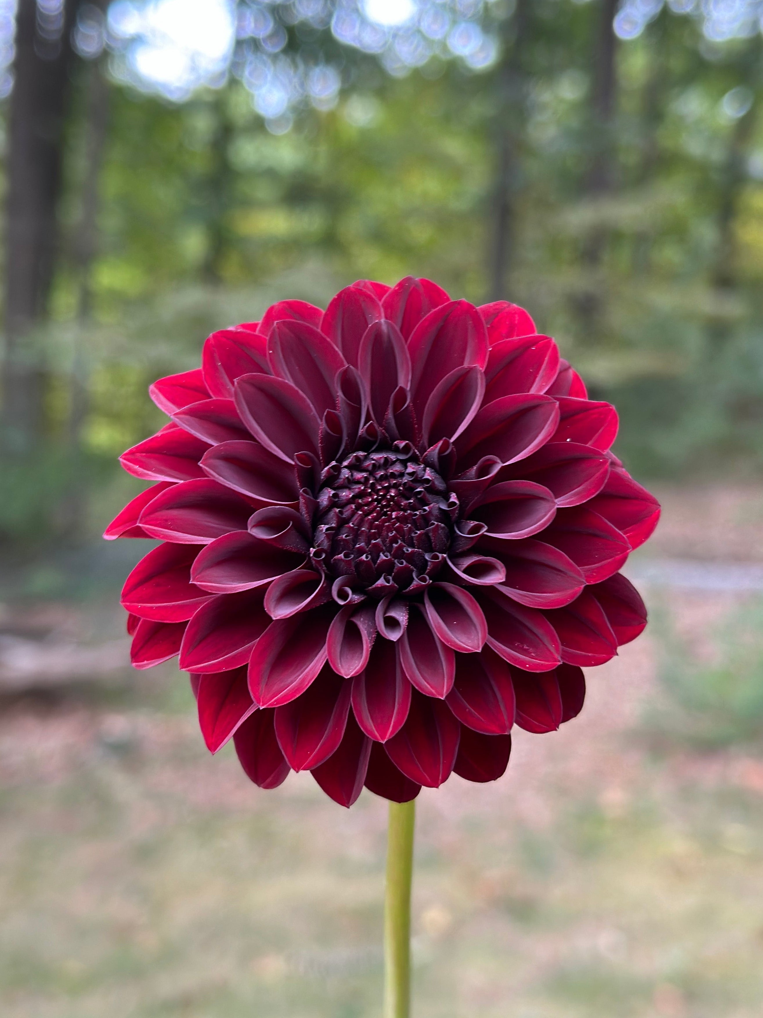 black satin dahlia seeds Black Satin Dahlia Tuber – Wren's Stems