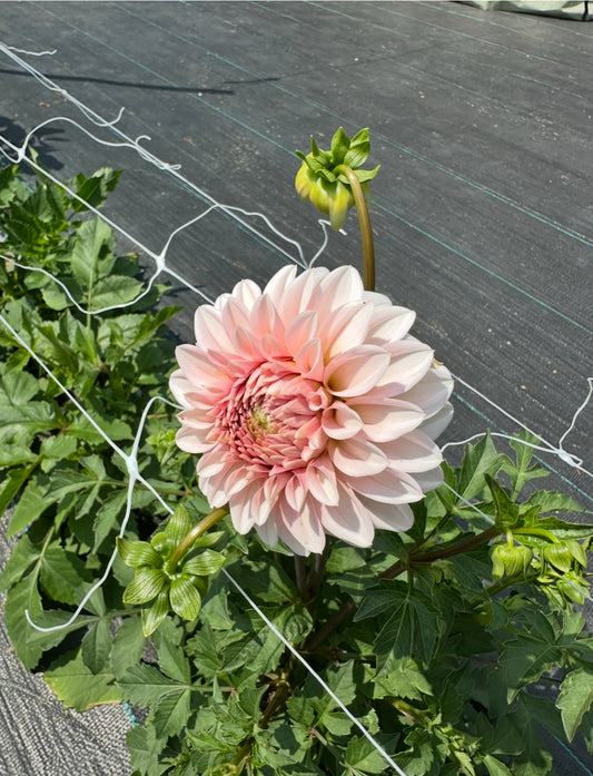 RM Baby Girl Dahlia Tuber (Spring 2026, Limit One)