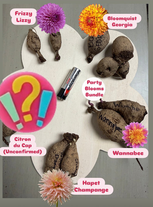 A “Party Blooms Bundle” 5-Pack