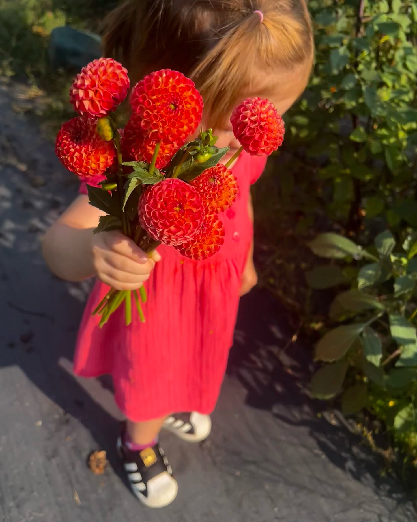 Irish Glow Dahlia Tuber