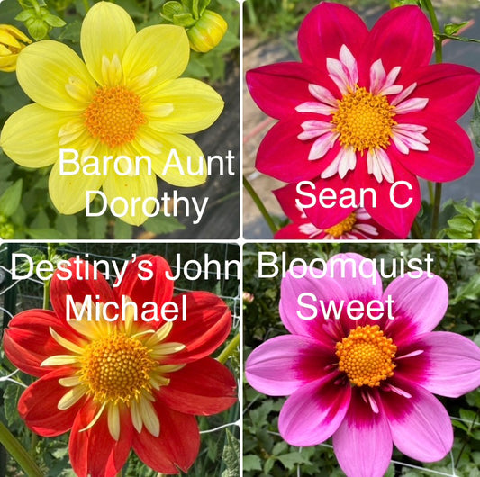 1 “Smallerettes” Collarette Runt Dahlia Tuber Bundle