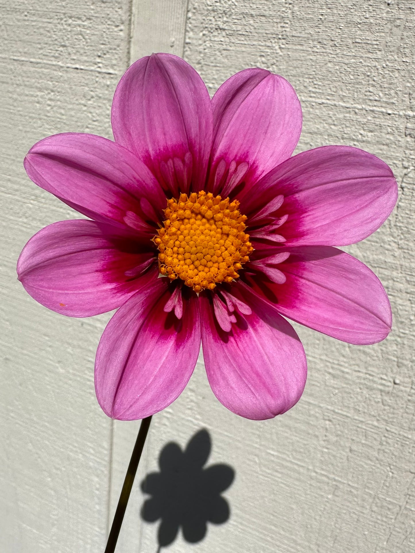 Bloomquist Sweet Dahlia Tuber