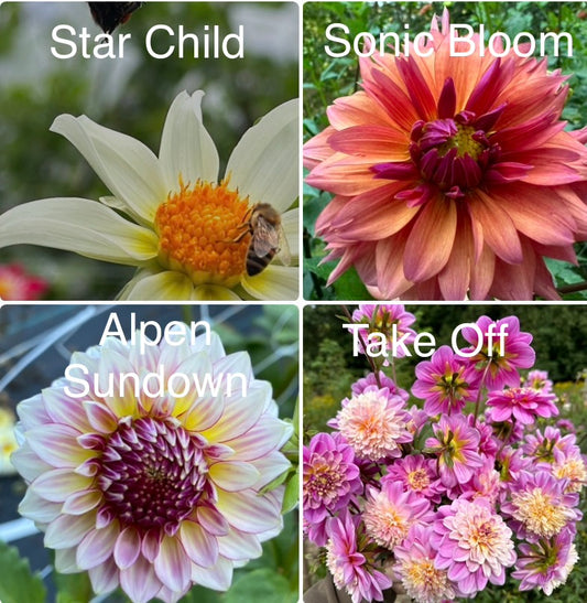 1 “Galactic Gals” Dahlia Tuber Runt Bundle
