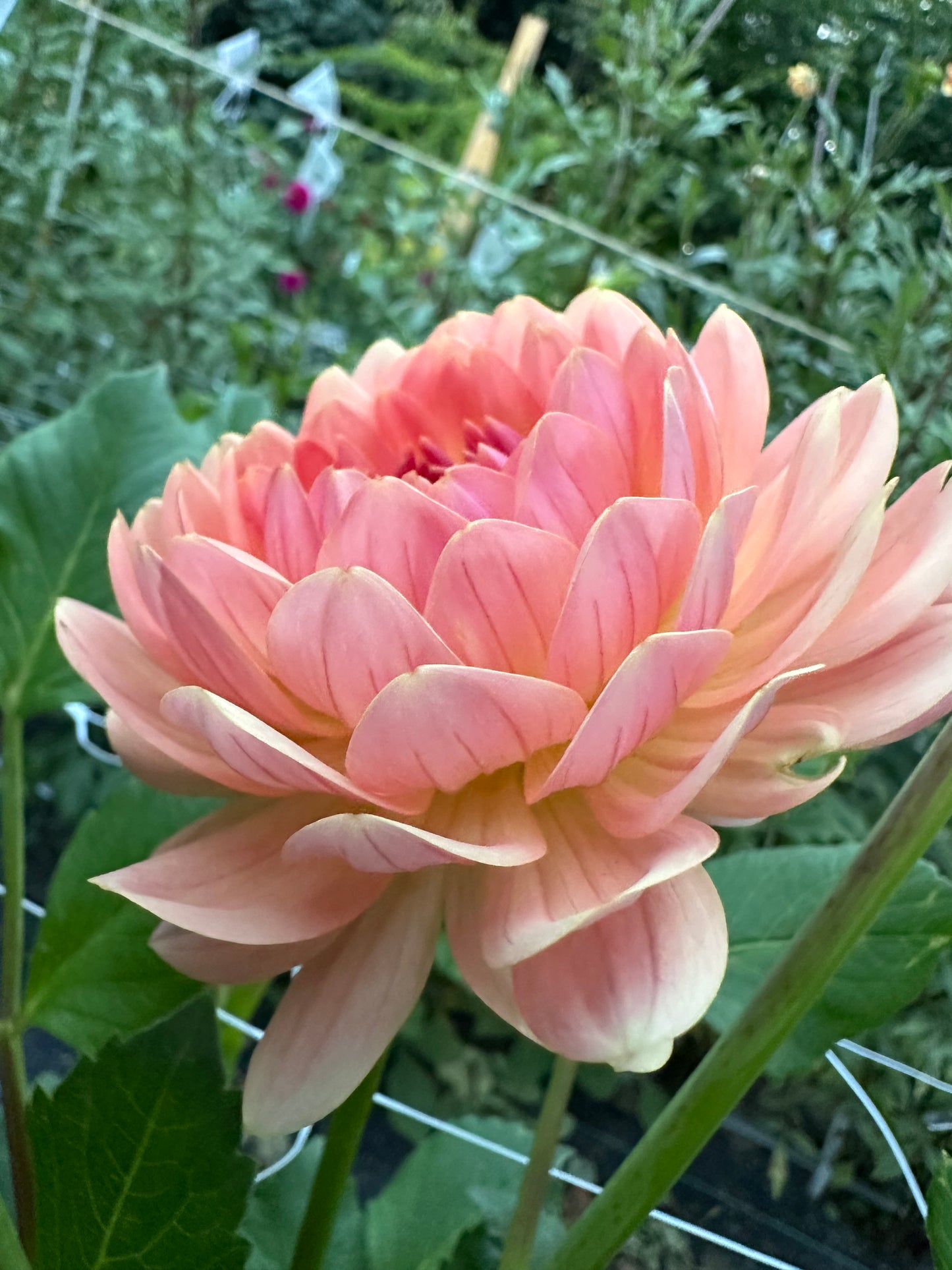 Fawn Dahlia Tuber (Limit One)