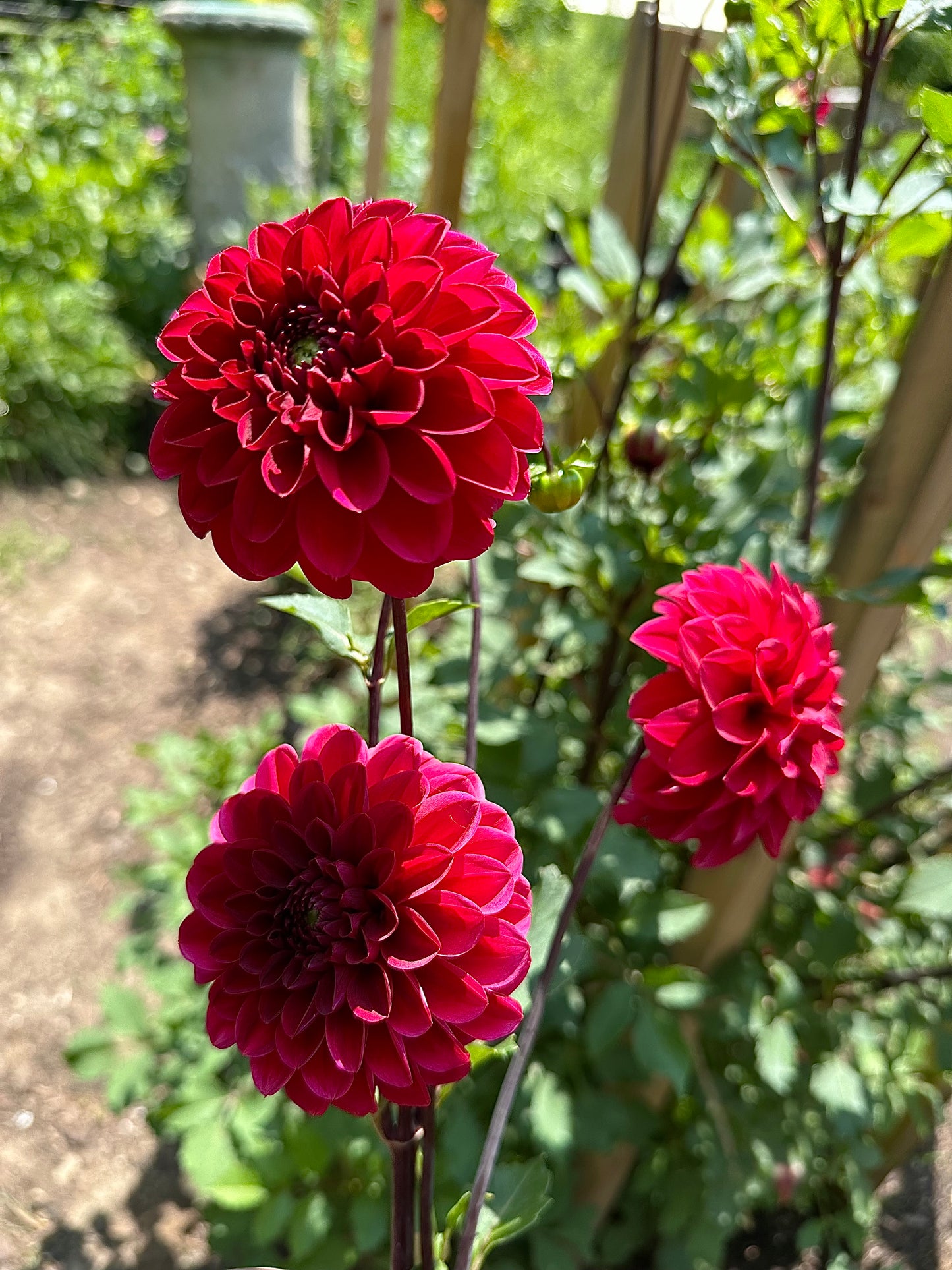 Wisconsin Red Dahlia Tuber