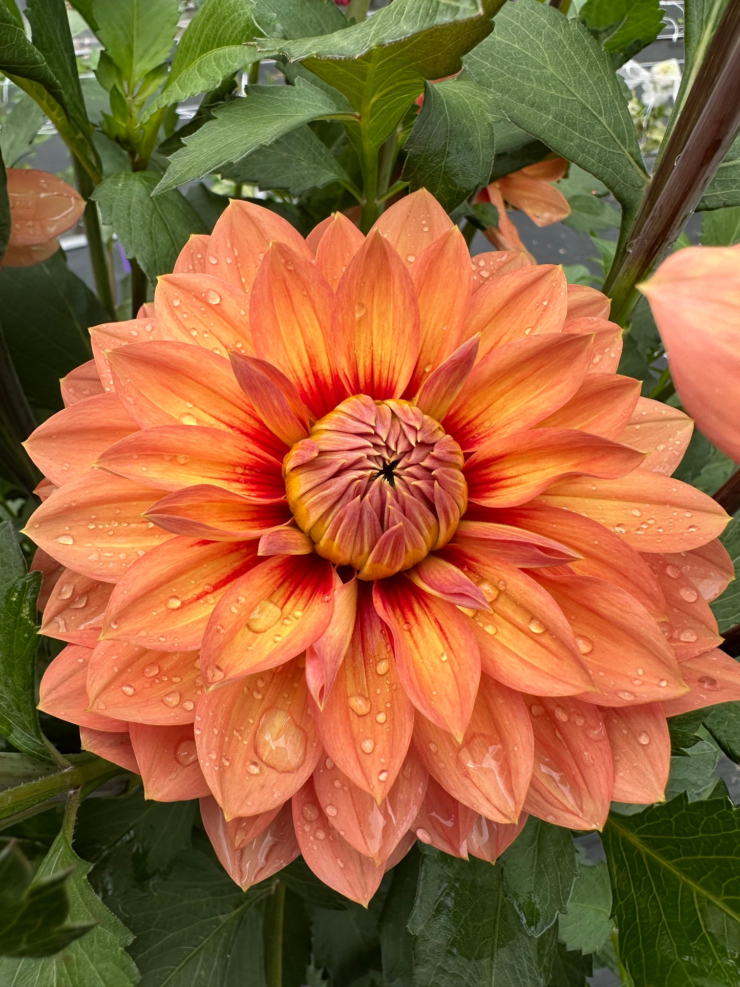 Nicholas Dahlia Tuber