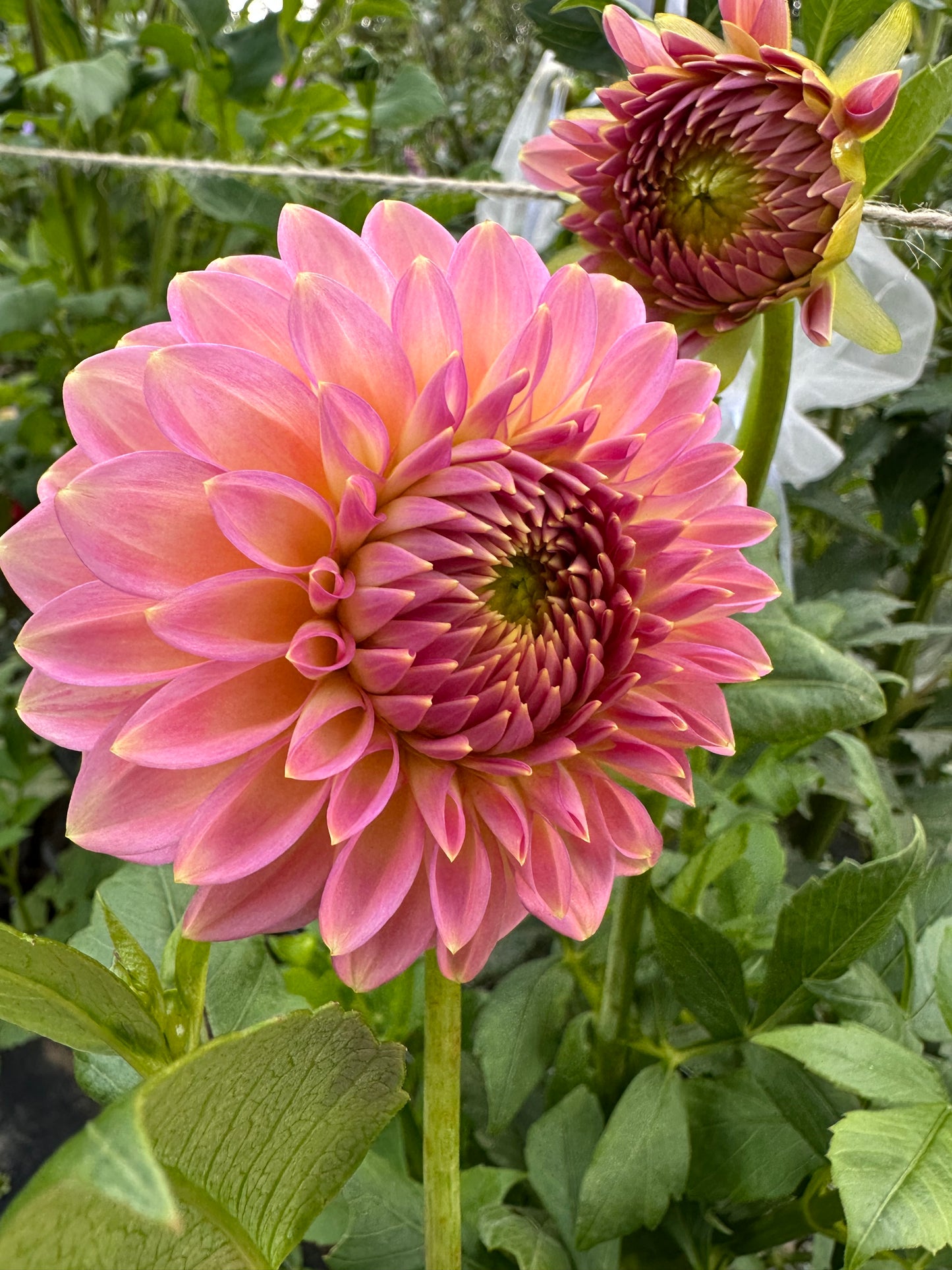 Vista Kestyn Dahlia Tuber