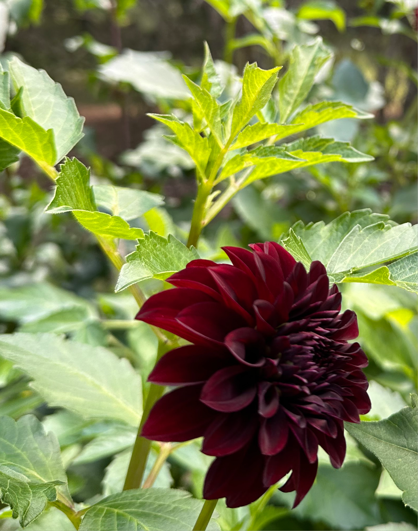 Black Satin Dahlia Tuber