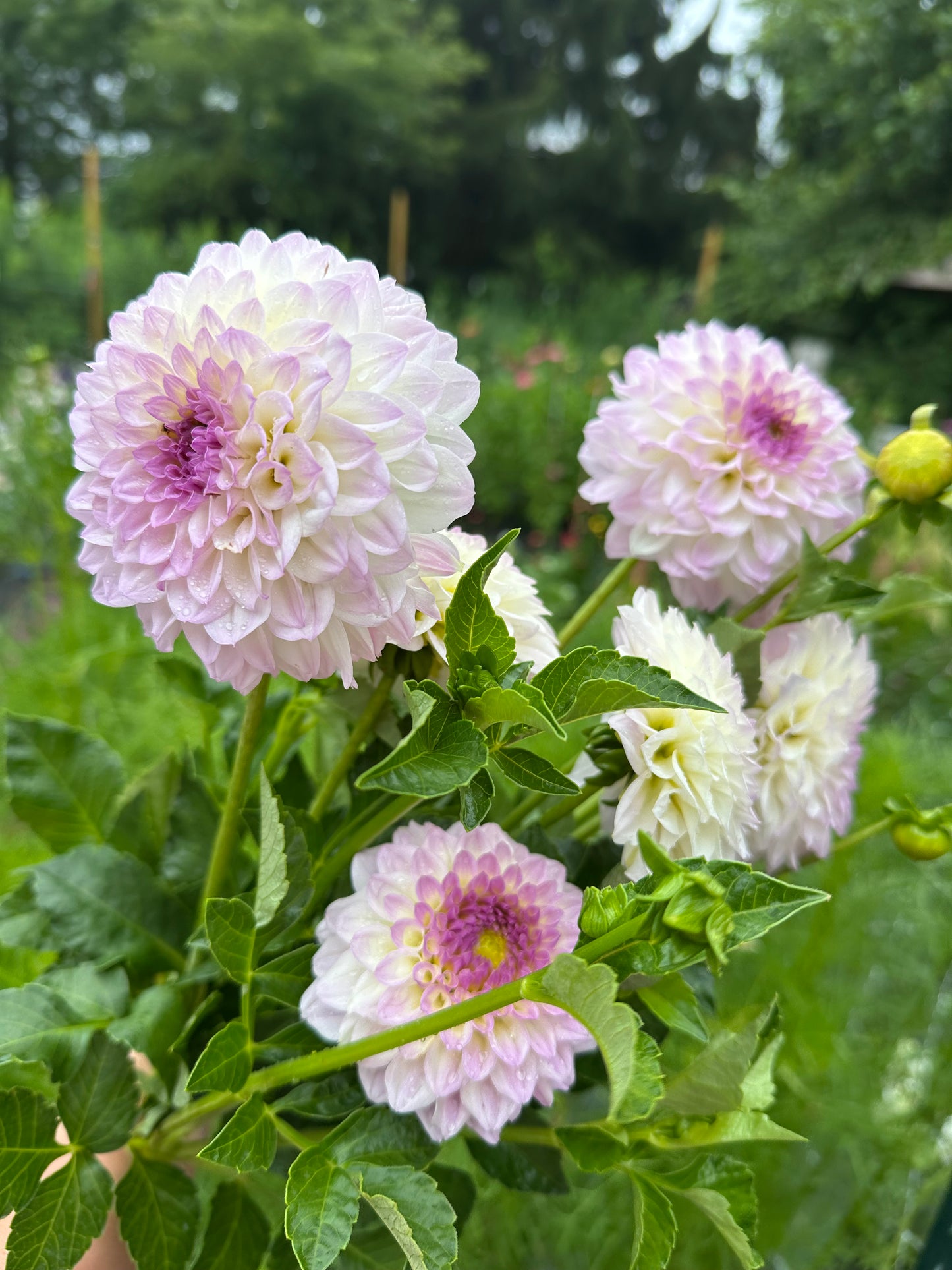 Bistro Dahlia Tuber