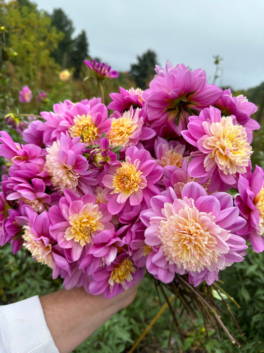 Take Off Dahlia Tuber