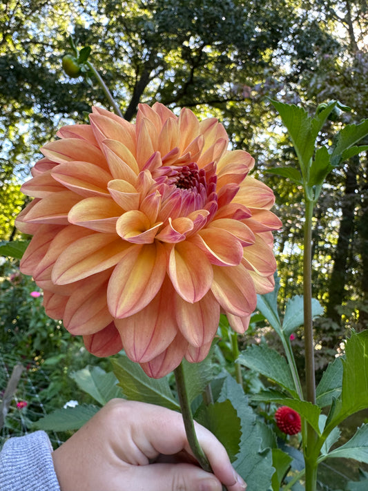 Ferncliff Copper Dahlia Tuber