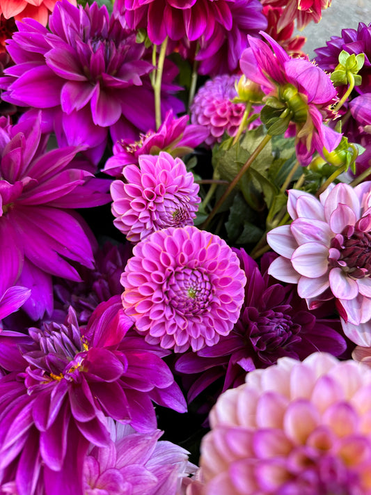 Bulk Bucket of Your Color Palette Dahlia Blooms for DIY