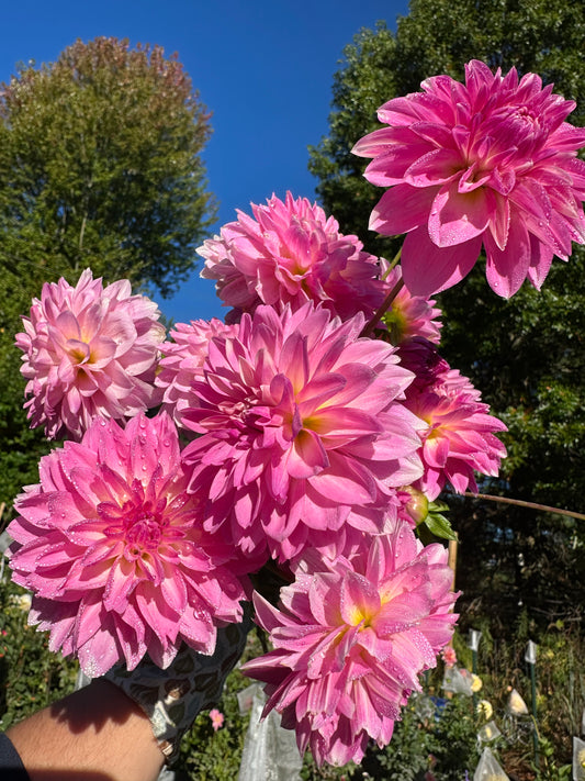 Budapest Blush Dahlia Tuber