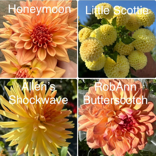 1 “Pocket Full of Sunshine” Runts/Uglies Dahlia Tuber Bundle