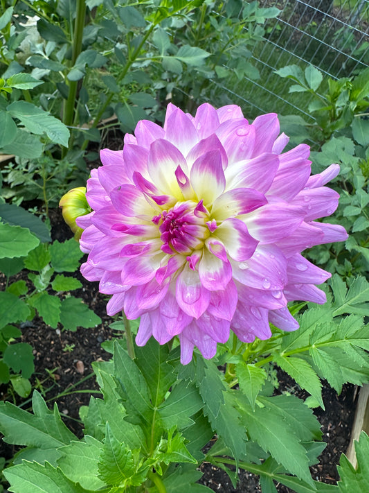 Mikayla Miranda Tuber