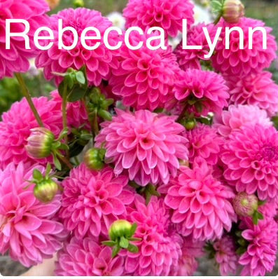 1 “Be My Valentine” Runts/Uglies Dahlia Tuber Bundle