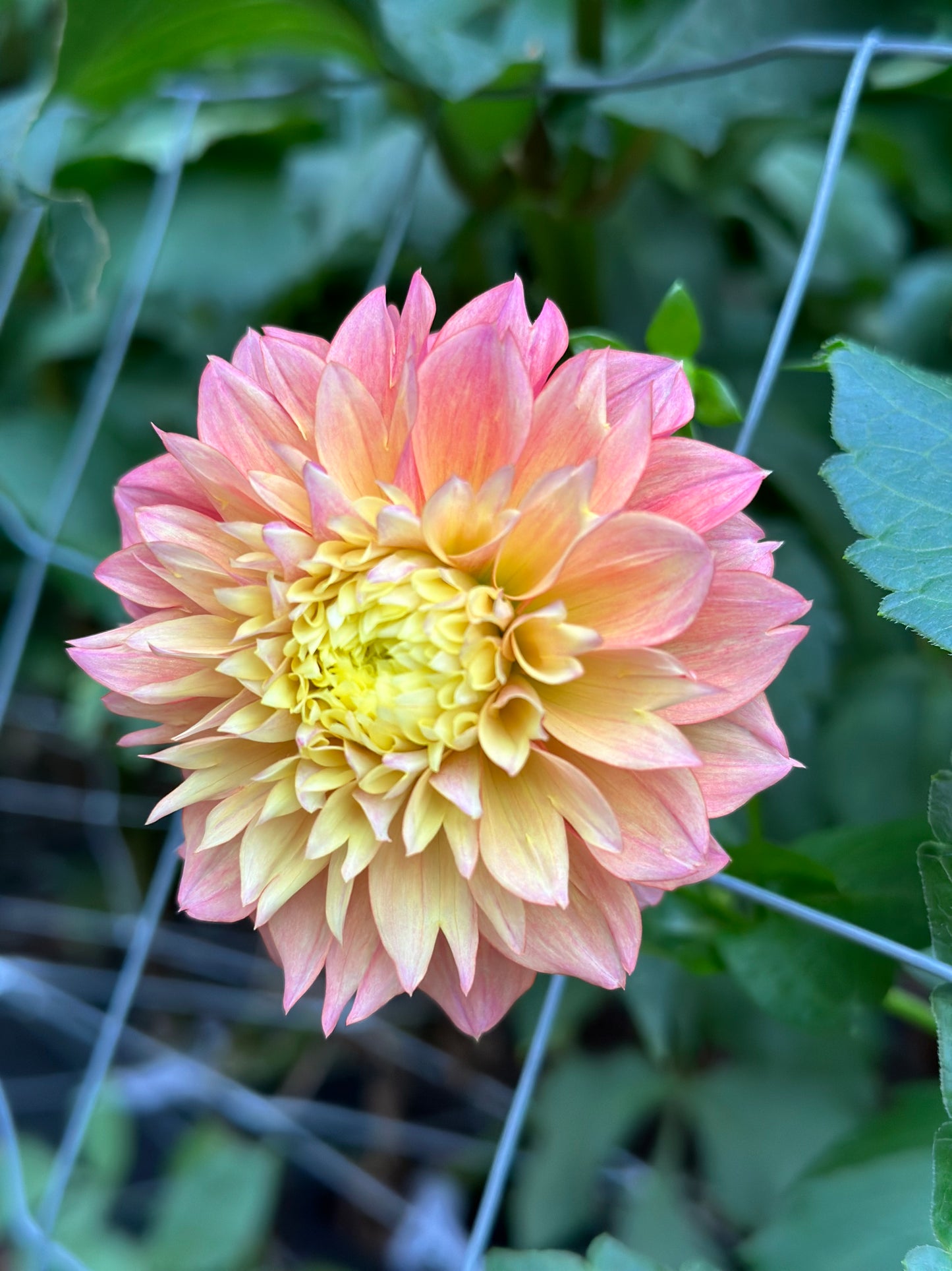 Kogane Fubuki Dahlia Tuber